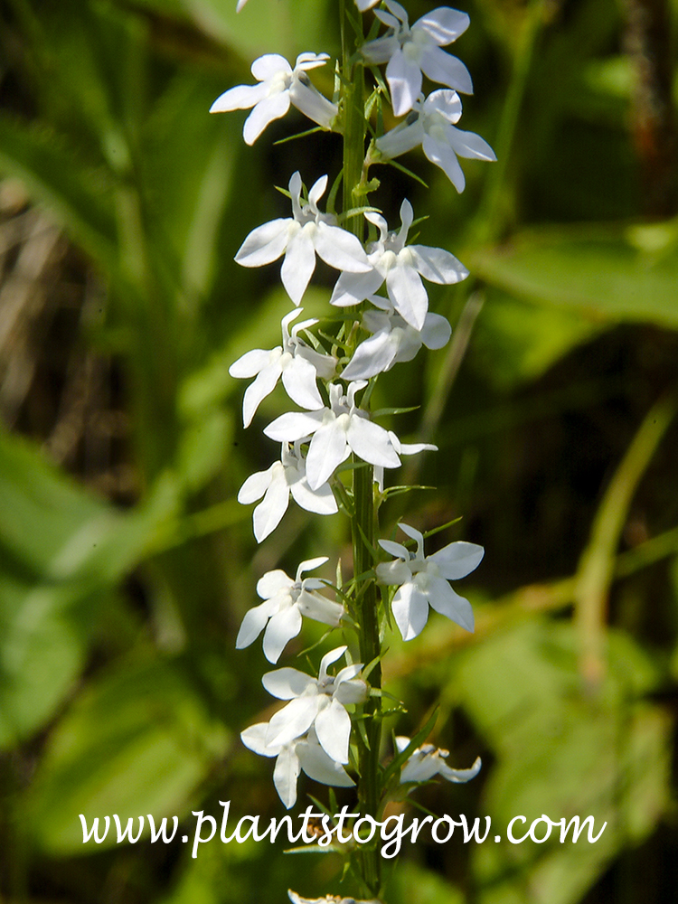Pale Spike Lobelia (Lobelia spicata)